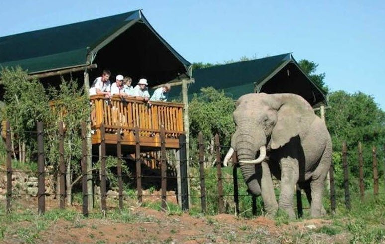 Addo Elephant National Park, Eastern Cape, South Africa